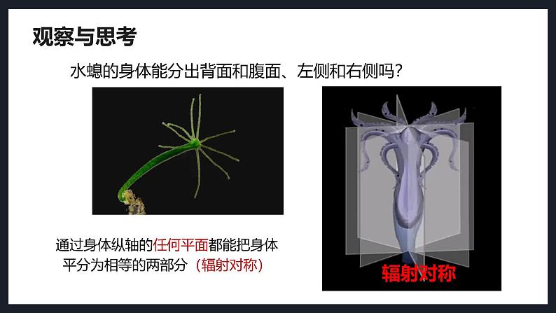 2.2.1无脊椎动物课件人教版生物七年级上册2024新教材08