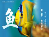 2.2.2-1鱼课件人教版生物七年级上册2024新教材