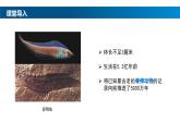 2.2.2-1鱼课件人教版生物七年级上册2024新教材