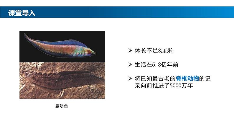 2.2.2-1鱼课件人教版生物七年级上册2024新教材第4页