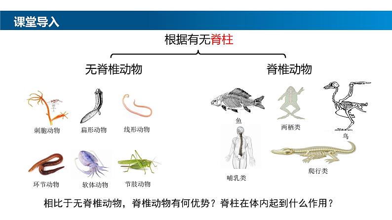 2.2.2-1鱼课件人教版生物七年级上册2024新教材第5页