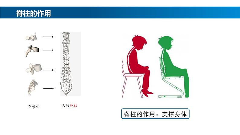 2.2.2-1鱼课件人教版生物七年级上册2024新教材第6页