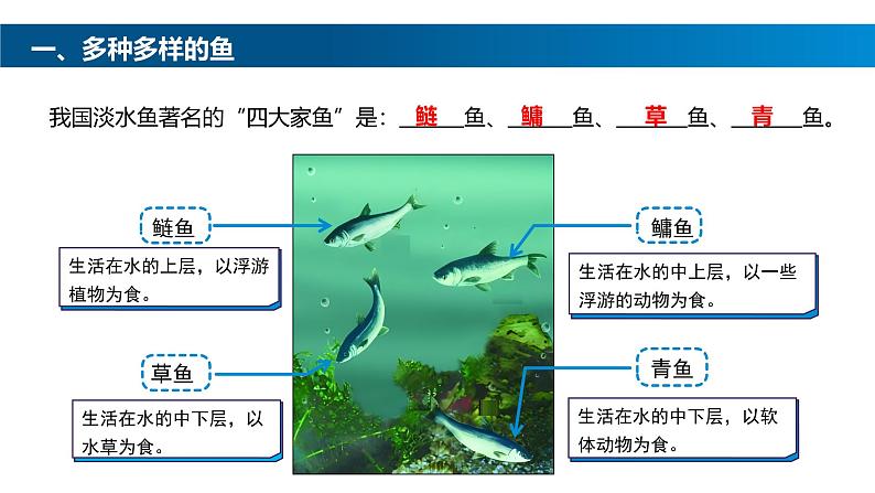 2.2.2-1鱼课件人教版生物七年级上册2024新教材第8页