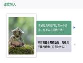 2.2.2-2两栖动物和爬行动物课件人教版生物七年级上册2024新教材