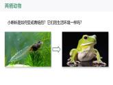 2.2.2-2两栖动物和爬行动物课件人教版生物七年级上册2024新教材
