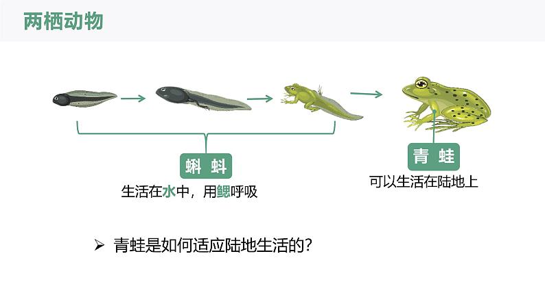 2.2.2-2两栖动物和爬行动物课件人教版生物七年级上册2024新教材06