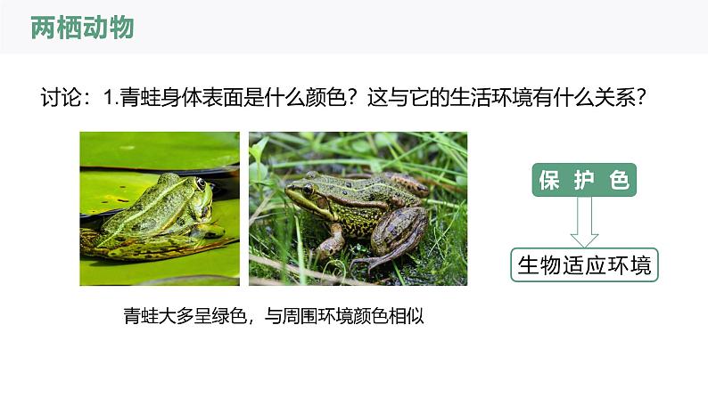 2.2.2-2两栖动物和爬行动物课件人教版生物七年级上册2024新教材08