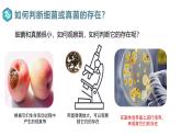 2.3.1微生物的分布课件人教版生物七年级上册2024新教材