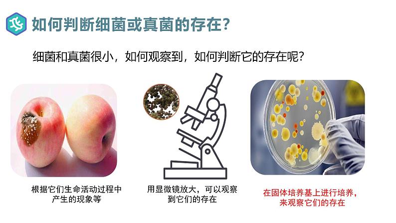 2.3.1微生物的分布课件人教版生物七年级上册2024新教材05