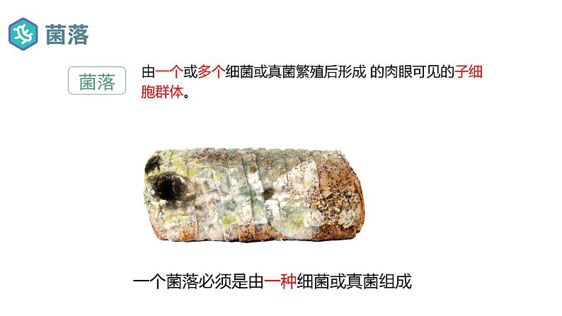 2.3.1微生物的分布课件人教版生物七年级上册2024新教材06