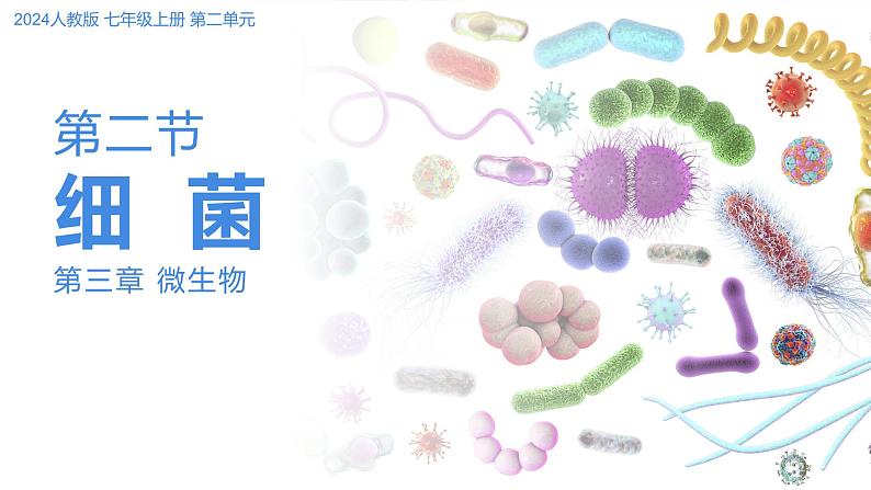 2.3.2细菌课件人教版生物七年级上册2024新教材01