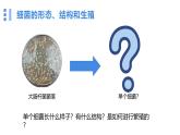2.3.2細(xì)菌課件人教版生物七年級(jí)上冊(cè)2024新教材