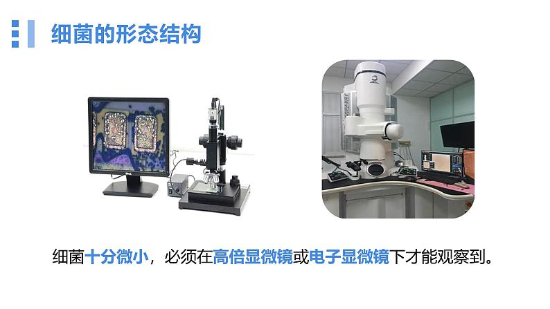 2.3.2细菌课件人教版生物七年级上册2024新教材07