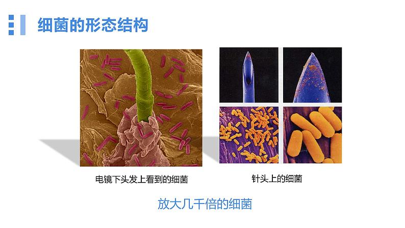 2.3.2细菌课件人教版生物七年级上册2024新教材08