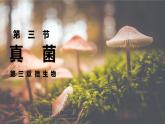 2.3.3真菌课件人教版生物七年级上册2024新教材