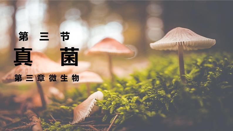 2.3.3真菌课件人教版生物七年级上册2024新教材01