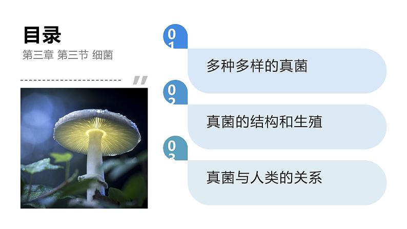 2.3.3真菌课件人教版生物七年级上册2024新教材03