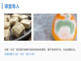 2.3.3真菌课件人教版生物七年级上册2024新教材