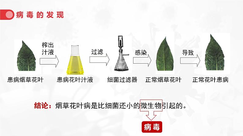 2.3.4病毒课件人教版生物七年级上册2024新教材08