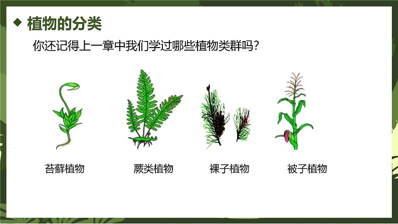 2.4.1尝试对生物进行分类课件人教版生物七年级上册2024新教材06