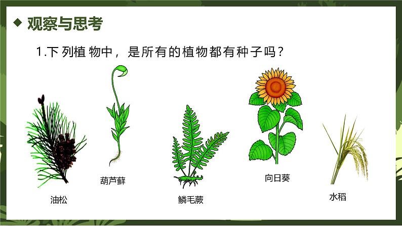 2.4.1尝试对生物进行分类课件人教版生物七年级上册2024新教材07