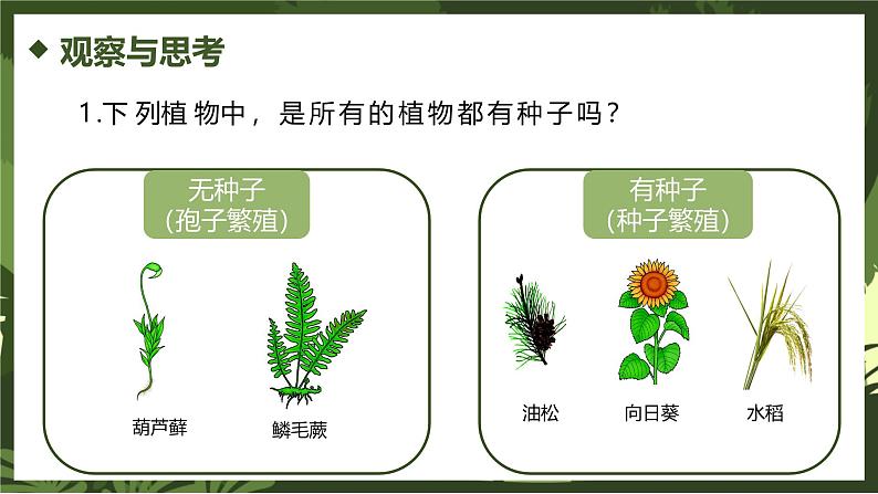 2.4.1尝试对生物进行分类课件人教版生物七年级上册2024新教材08