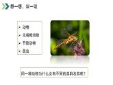 2.4.2从种到界课件人教版生物七年级上册2024新教材