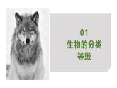 2.4.2从种到界课件人教版生物七年级上册2024新教材