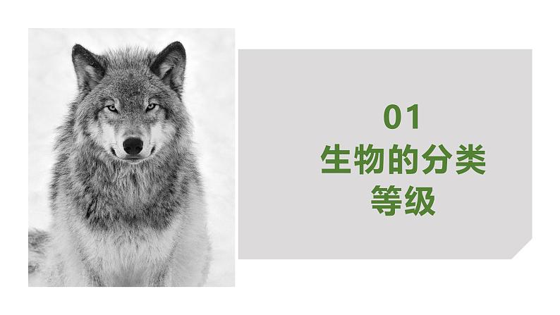 2.4.2从种到界课件人教版生物七年级上册2024新教材05