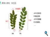 1.1.1观察周边环境的生物课件人教版生物七年级上册2024新教材
