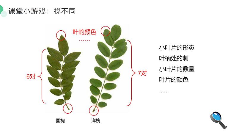 1.1.1观察周边环境的生物课件人教版生物七年级上册2024新教材02