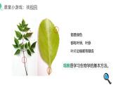 1.1.1观察周边环境的生物课件人教版生物七年级上册2024新教材