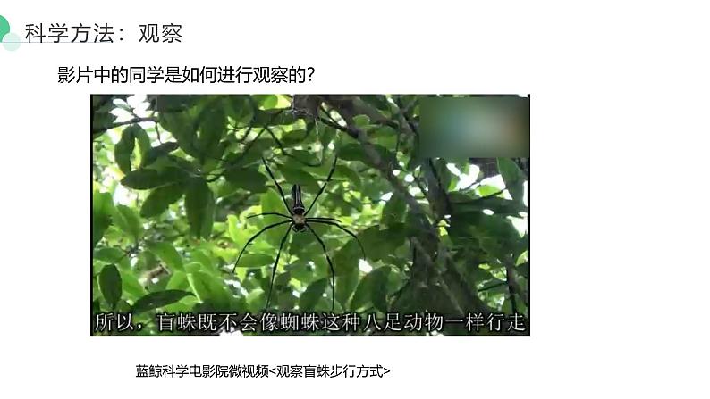 1.1.1观察周边环境的生物课件人教版生物七年级上册2024新教材06