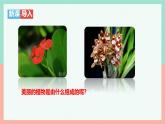 人教版（2024）生物七年级上册1.2.2《植物细胞》（课件）