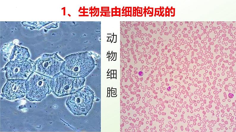 人教版（2024）生物七年级上册1.1.2《生物的特征》课件08