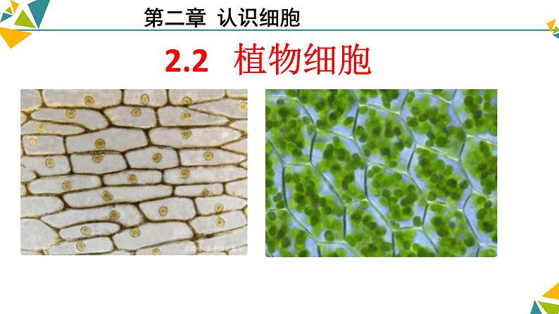 人教版（2024）生物七年级上册《植物细胞》课件01