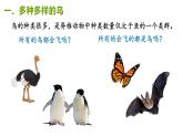 人教版生物八年级上册5.1.6《鸟》课件