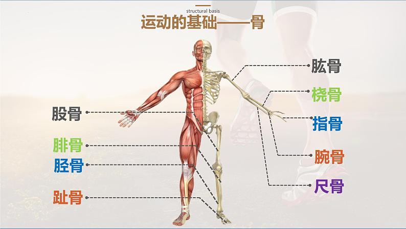 人教版生物八年级上册5.2.1《动物的运动》课件第6页