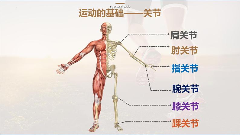 人教版生物八年级上册5.2.1《动物的运动》课件第7页