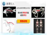 5.1.4鱼课件-2024-2025学年人教版生物八年级上册