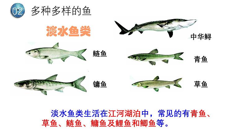 5.1.4鱼课件-2024-2025学年人教版生物八年级上册06