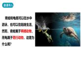 人教版生物八年级上册5.1.5《两栖动物和爬行动物》（课件）