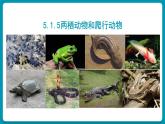 人教版生物八年级上册5.1.5《两栖动物和爬行动物》（课件）