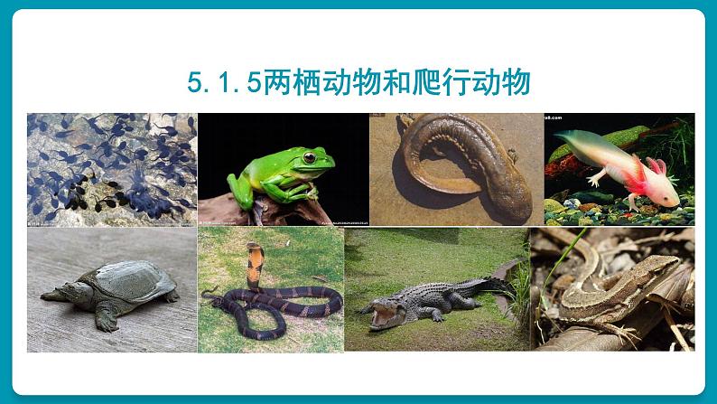 人教版生物八年级上册5.1.5《两栖动物和爬行动物》第2页