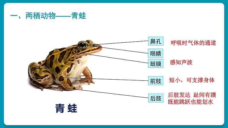 人教版生物八年级上册5.1.5《两栖动物和爬行动物》第6页