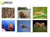 人教版生物八年级上册2.1《动物的运动》课件