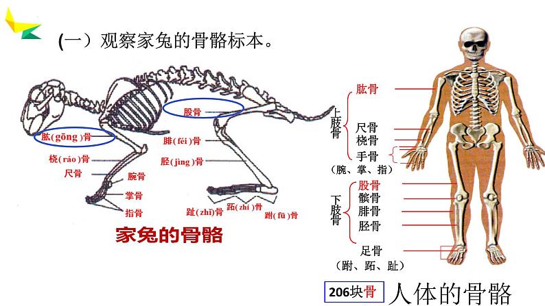 人教版生物八年级上册2.1《动物的运动》课件第4页