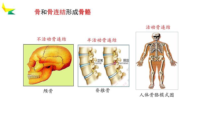 人教版生物八年级上册2.1《动物的运动》课件第5页