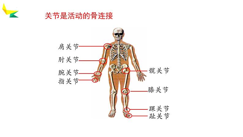 人教版生物八年级上册2.1《动物的运动》课件第6页