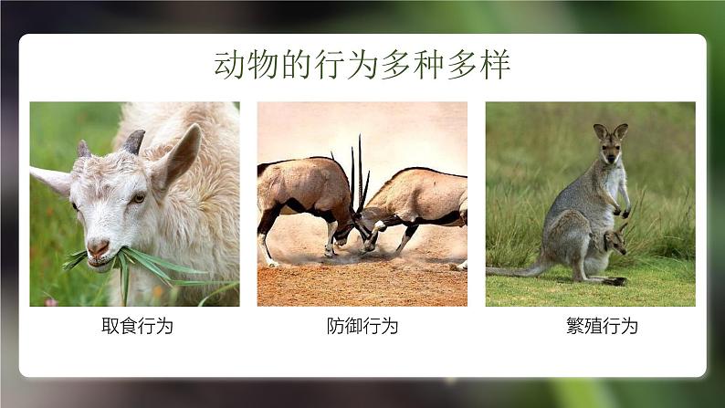 人教版生物八年级上册2.2《先天性行为和学习行为》课件第2页